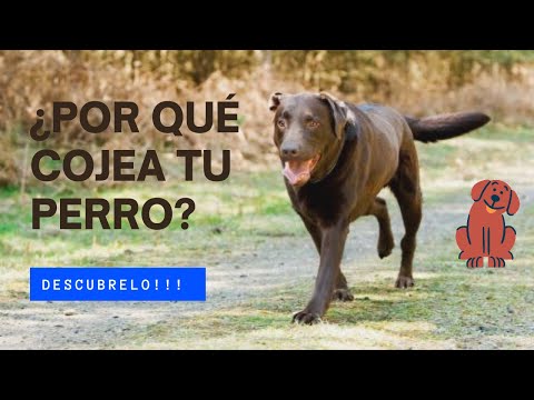 Video: 5 causas de la cojera en los perros