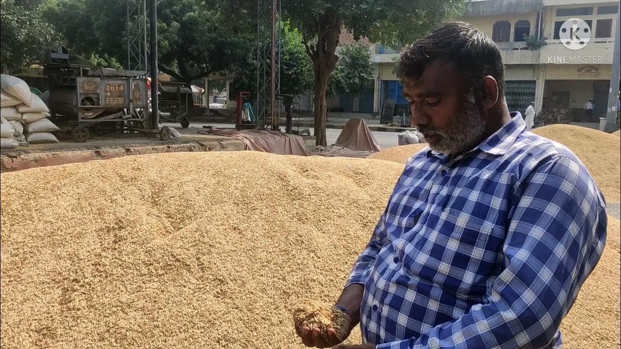 नजफगढ़ मंडी में धान की बिक्री। किस रेट बिक रहा धान। - YouTube