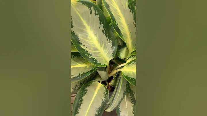 Costa Farms®️’Golden Bay’ Aglaonema #houseplants #indoorplants #shorts