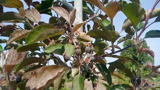 Яблуня : нормування плодів , формування гілок дерева
