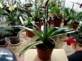 Как поливать орхидеи. Как я поливаю орхидею. Личный опыт.  Фаленопсис, Ванда, Мильтония, Дендробиум.