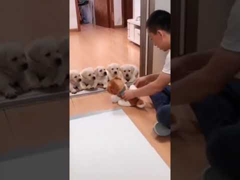 طريقة تدريب الكلاب على الحمام