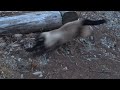 Siamese cat playing with mouse | 쥐와 노는 샴 고양이