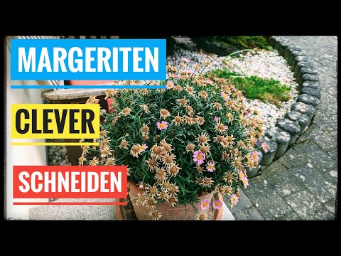 Margeriten richtig zurückschneiden