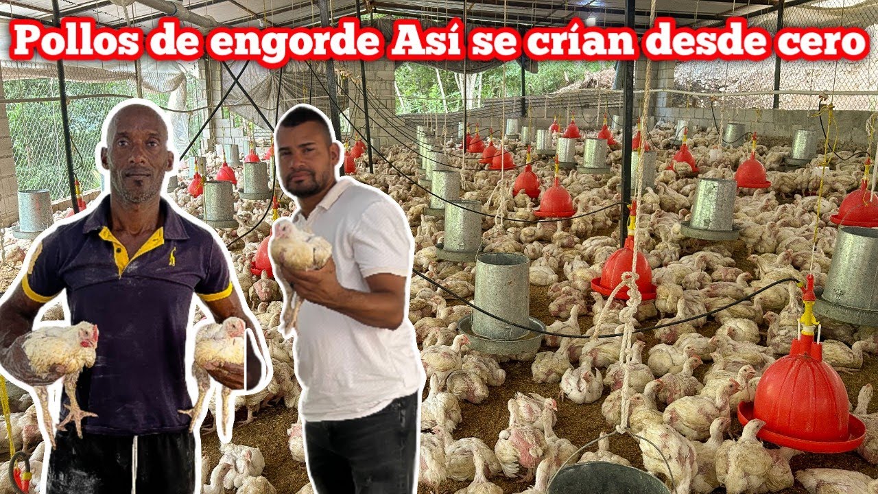 Cómo Criar Pollos de Engorde Desde Cero | Guía Completa para Principiantes 🐥💪