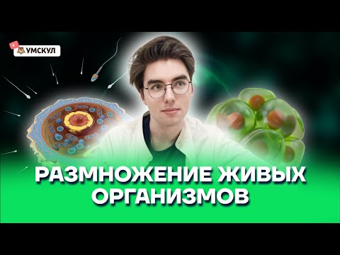 Видео: Как собирать петрушку: 14 шагов (с иллюстрациями)