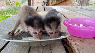 omg,.! Bonbon and Jack are so cute when eating...