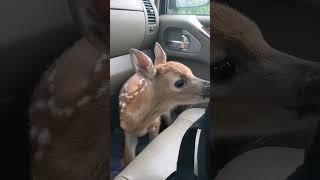 Fawn Makes Adorable Noises After Being Rescued!