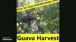 Guava Harvest-Kapag may itinanim ,may aanihin