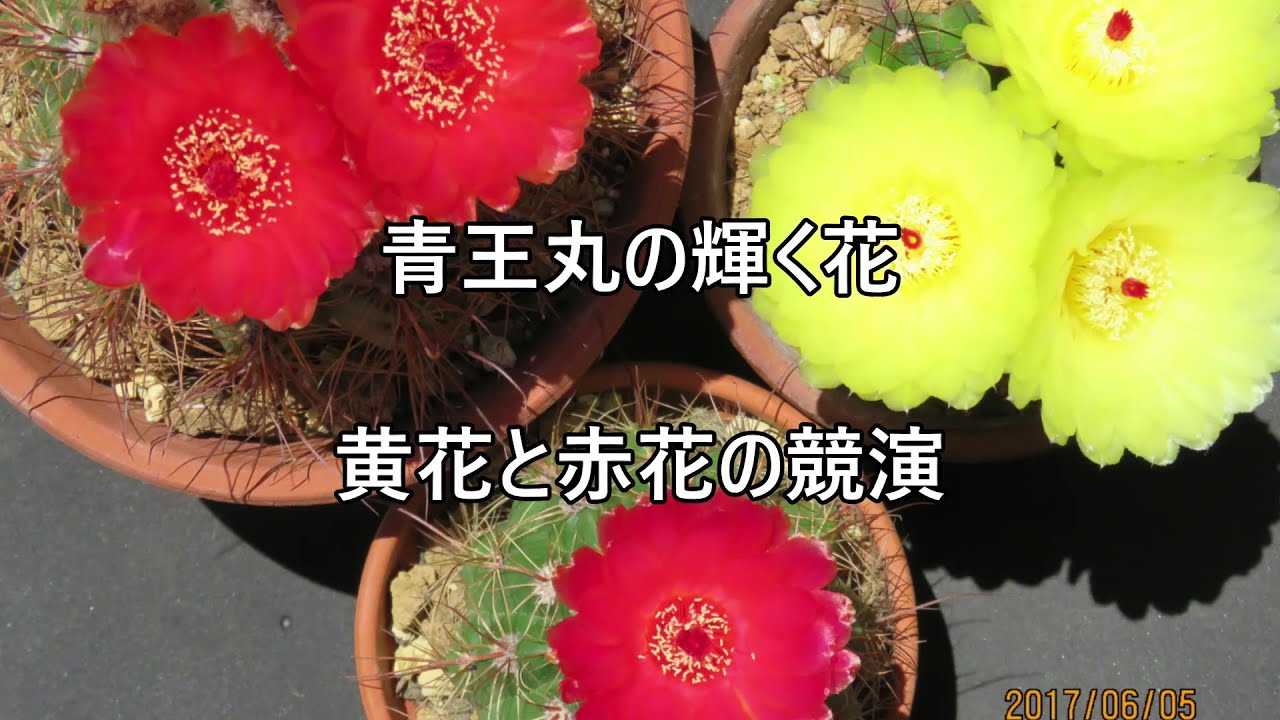 サボテンと遊ぼう 青王丸の輝く花 黄花と赤花の競演 Youtube