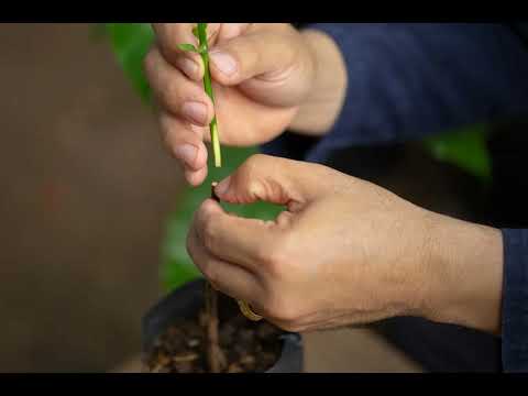 Прививка: Новый подход к редактированию генов растений