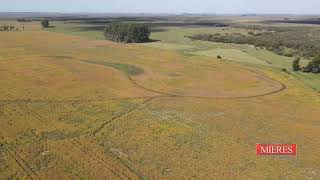 Campo en VENTA - 745has en Rocha, Uruguay - Agricola ganadero