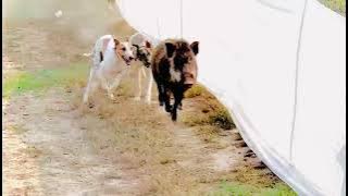 New Shikar 2022.Koat Sarghoda|kathdogs|pig hunting in Pakistan