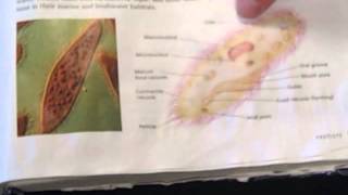 Mrs  Clark introduces basic microscope usage Update