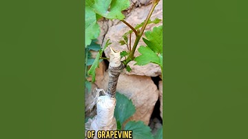Grape Grafting technique update