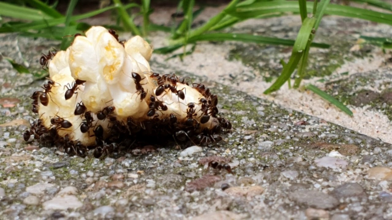 Ants vs popcorn Teil 2 YouTube