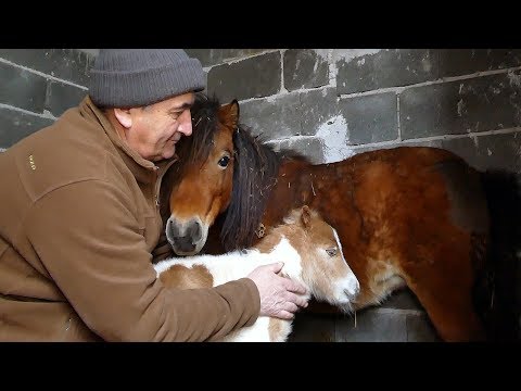 Video: Razlika Između Ponija I ždrijebeta