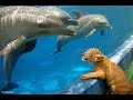 20 Малоизвестных и удивительных фактов о дельфинах
