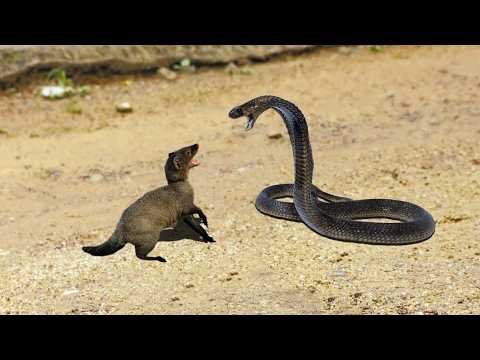 15 Animales Más