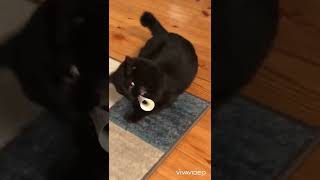 PLAY TIME #muning #funnyvideo #blackcat