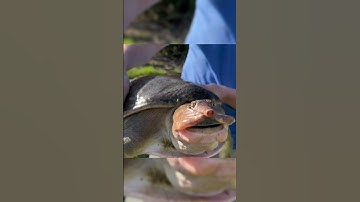 Hand catching massive soft shell turtle! #iguana #florida #turtle #turtles #animals