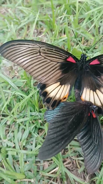 Ciri Kupu-Kupu Kawin #animal #animals #hewan #butterfly #binatang #kupukupu #fauna #nature #shorts
