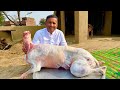 Shinwari Mutton Karahi Recipe | Mutton Shinwari Karahi | Mutton Karahi | Village Food Secrets