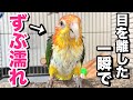 目を離した隙にインコが全身ずぶ濡れになっちゃいました…ww【シロハラインコ】