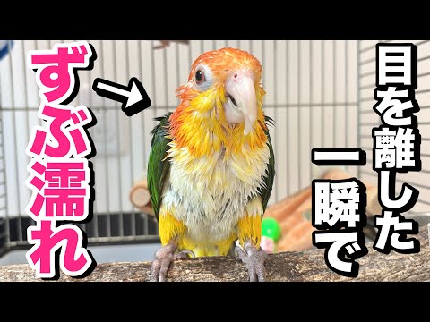 目を離した隙にインコが全身ずぶ濡れになっちゃいました…ww【シロハラインコ】