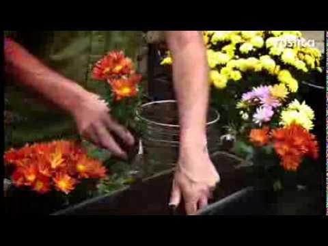 Vidéo: Peut-on planter des chrysanthèmes ?