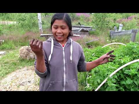 Video: Kasvatamme Toista Perunasatoa
