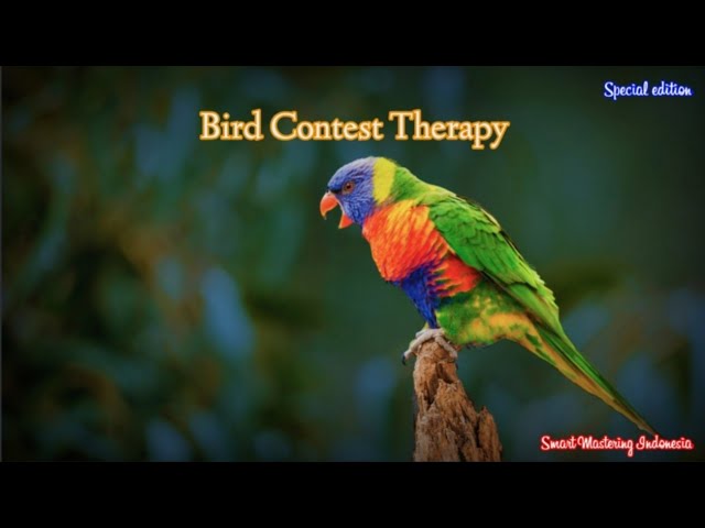 Smart Mastering - Bird Contest Therapy class=