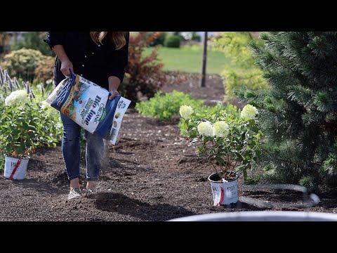 Planting Lilacs, Hydrangeas & Caryopteris!