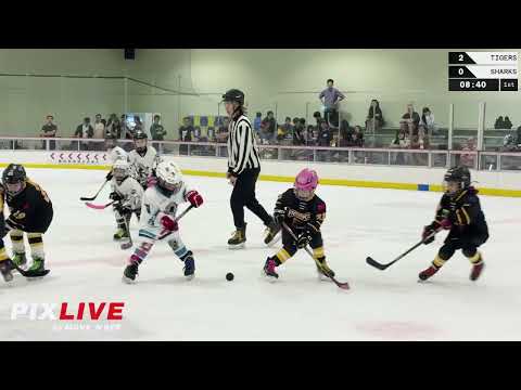 2nd CCM Ice Hockey Cup U8 Tigers VS Sharks 2025 
