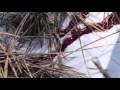 Haunting Megan Book Trailer