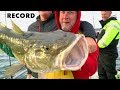 Catch of cod 10 and 20 kilos. Sea fishing in Norway