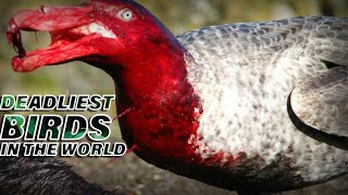 9 Deadliest Birds In The World/دنیا میں مہلک ترین پرندے