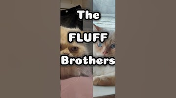 The FLUFF Brothers! 😼😺 #cats #fluffy #pets #catnip #kitty #funny #catshorts