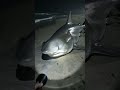 Shark on The Beach
