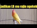 Suara Lovebird Paling Mudah Untuk Bahan Agar Rajin Bunyi Nvetik Ngekek Mp3 - Mp4 Download