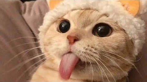 Video 11750701: cat funny pets dog, cat dog animals pets, cat funny dog cute