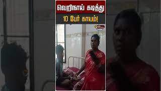 வெறிநாய் கடித்து 10 பேர் காயம்! | Tenkasi | Dog Bite