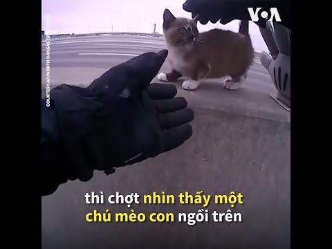 Mỹ: Cảnh sát cứu mèo con lạc lõng giữa xa lộ (VOA)