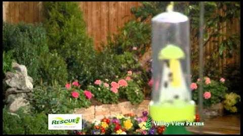 Sterling Rescue Stink Bug Trap