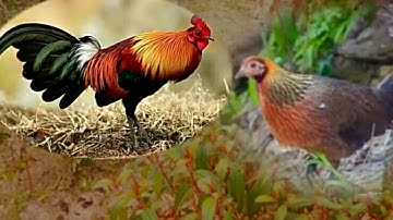 (เสียงไก่ต่อตัวผู้ขนมวนต่อหมาน100%)Suab laus qaib dib qua zoo cua tuaj 100%