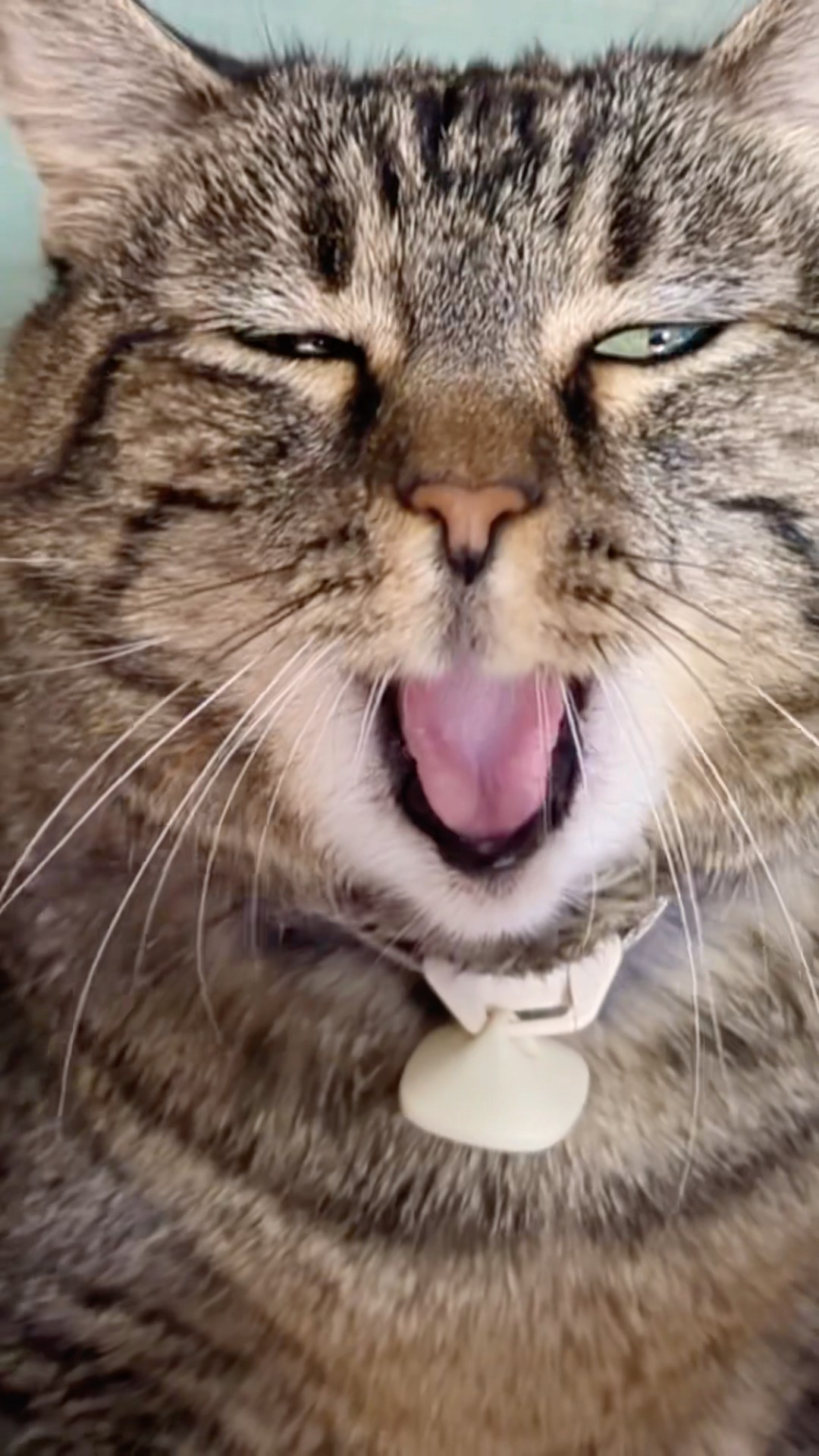 Oh Penny had me there! Tricky! #talkingcat