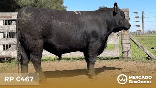 Vídeo: Toro Angus Rp C467