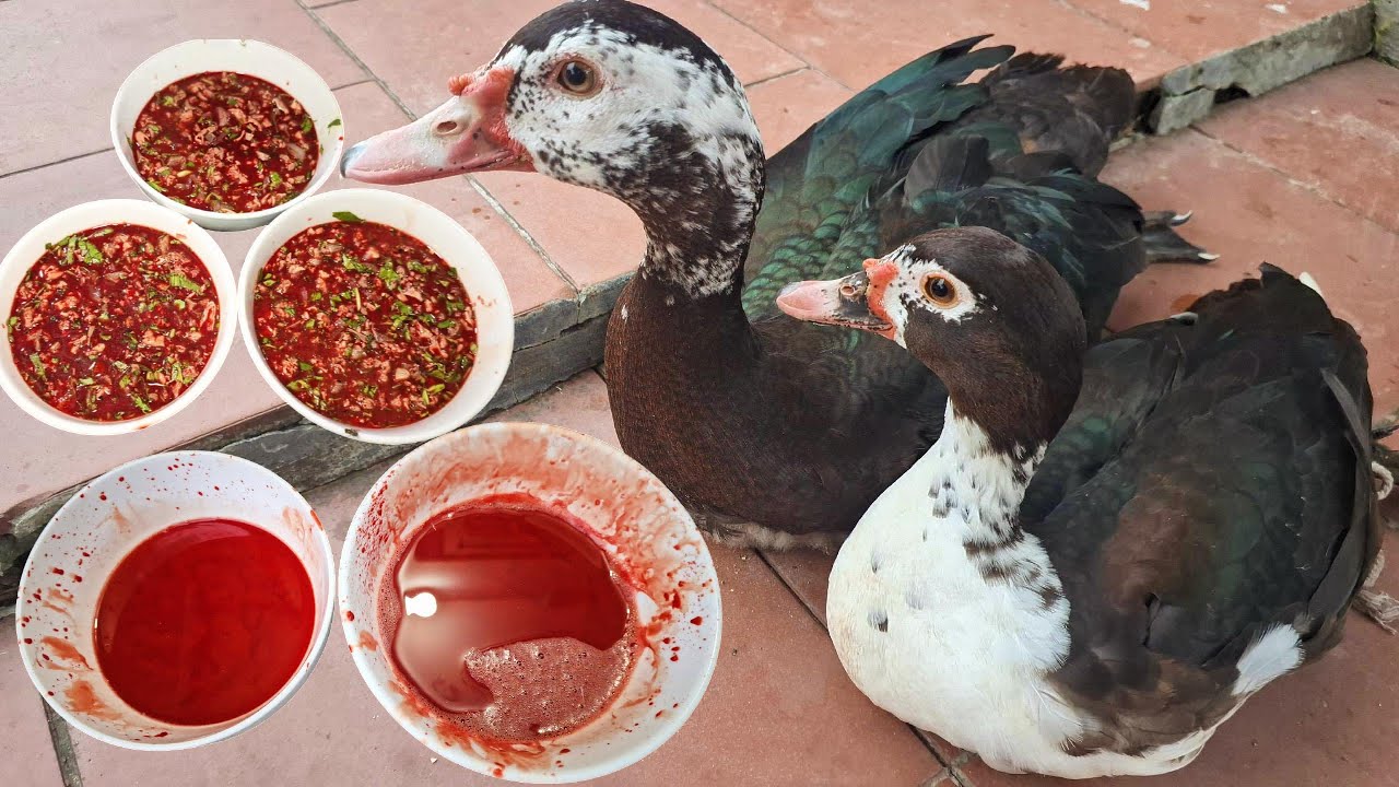 Tiết Canh Ngan Đen, Bồng Khoai Nấu Ốc | Lối Về Làng TV!