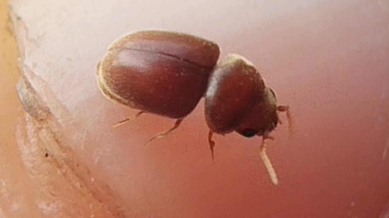Tobacco beetle