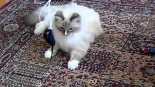 Siberian Plays With A Mouse Siberian Plays With A Mouse